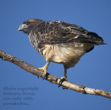 red-tailed hawk