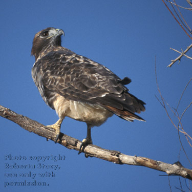 red-tailed hawk