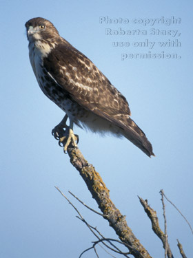 red-tailed hawk