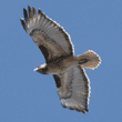 red-tailed hawk in flight