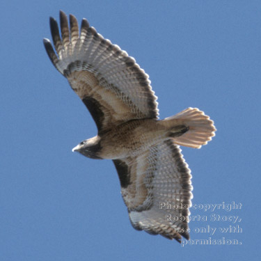 red-tailed hawk in flight