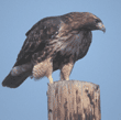 red-tailed hawk