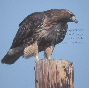 red-tailed hawk