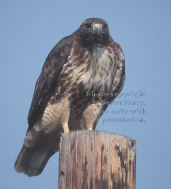 red-tailed hawk