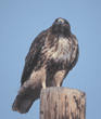 red-tailed hawk