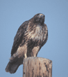 red-tailed hawk