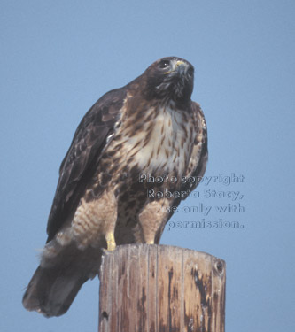 red-tailed hawk