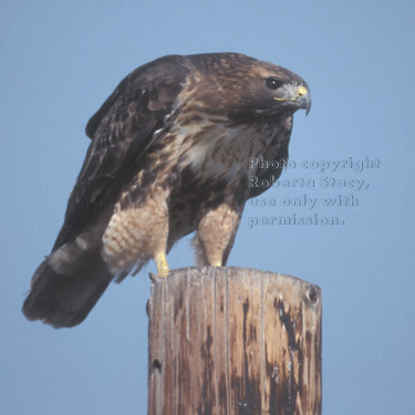 red-tailed hawk