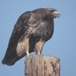 red-tailed hawk