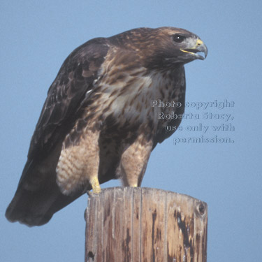 red-tailed hawk