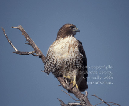 red-tailed hawk