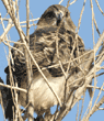 red-tailed hawk