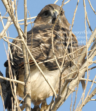 red-tailed hawk