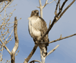 red-tailed hawk