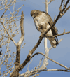 red-tailed hawk