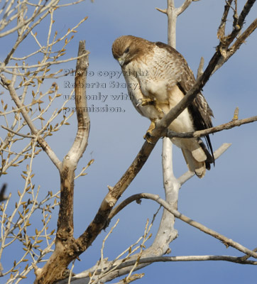 red-tailed hawk