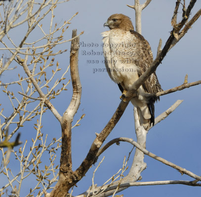 red-tailed hawk