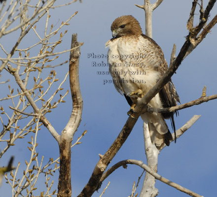 red-tailed hawk