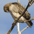 red-tailed hawk in tree, looking down