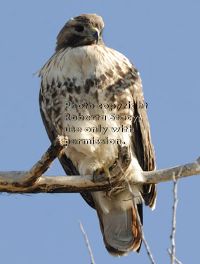 red-tailed hawk perched on tree branch