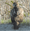 red-tailed hawk sitting, rear view