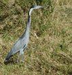 black-headed heron