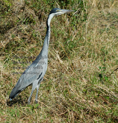 black-headed heron