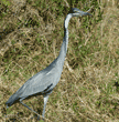 black-headed heron