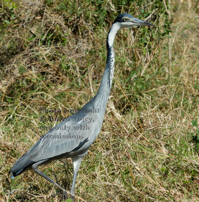 black-headed heron