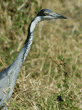 black-headed heron