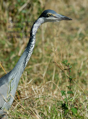 black-headed heron