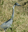 black-headed heron