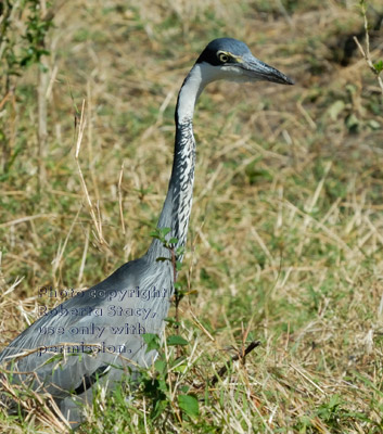 black-headed heron