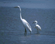 great egret & snowy egret