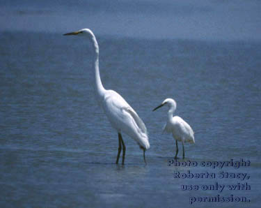 great egret & snowy egret