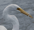 great egret with fish