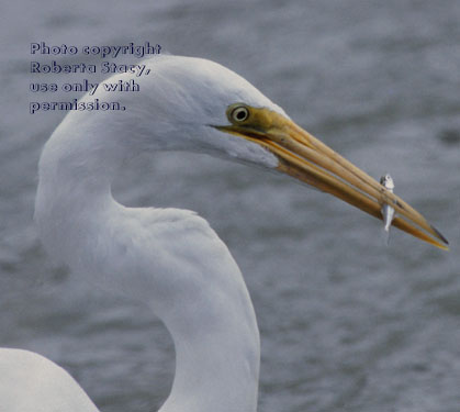 great egret with fish