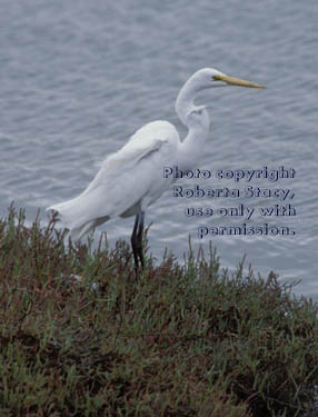 great egret