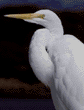 great egret