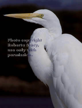 great egret