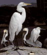 snowy & great egrets