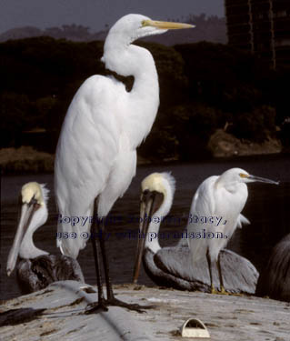 great & snowy egrets