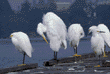 great egret & snowy egrets