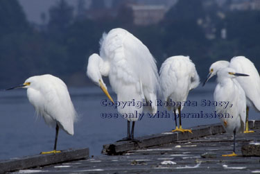 snowy egrets & great egret