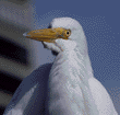 great egret close-up