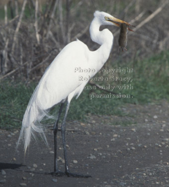 great egret with prey