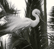 great egret in tree
