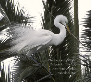 great egret in tree