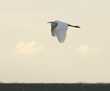 great egret in flight