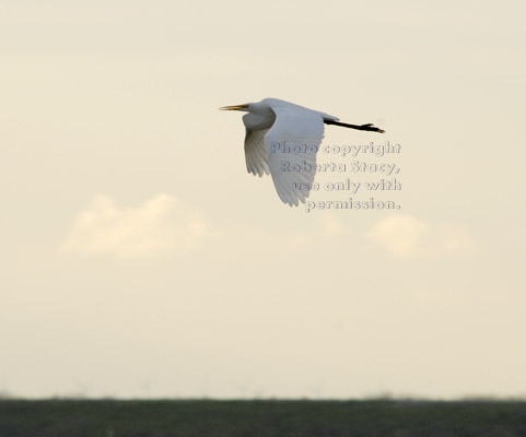 great egret in flight